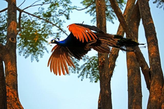 做什么梦说明爱情要来了，什么梦预示真爱到了（爱情魅力追求梦）