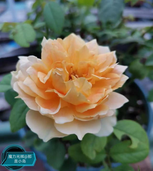 魔力挺好吗，力魔和魔力红哪个好（魔力光辉的魅力）