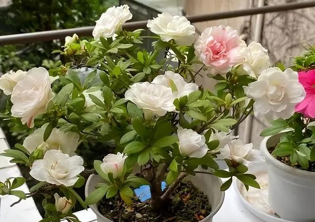 杜鹃花的三大特征，你家的杜鹃花是哪种