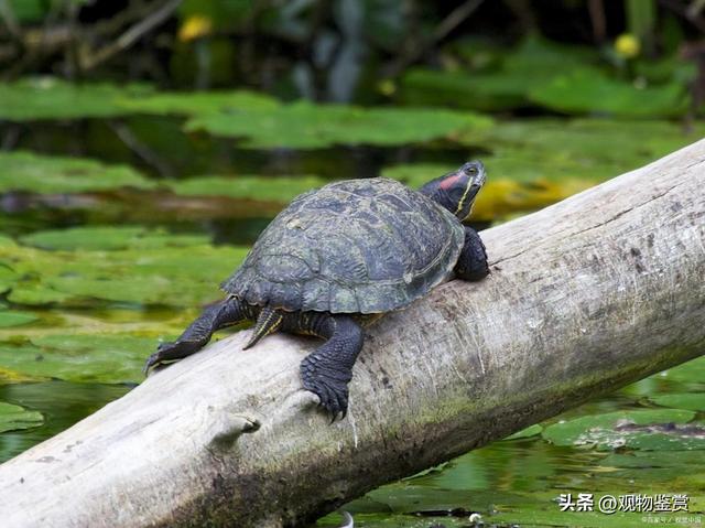 乌龟认识主人吗，乌龟能不能认识主人（那怎样向巴西龟表示友好呢）