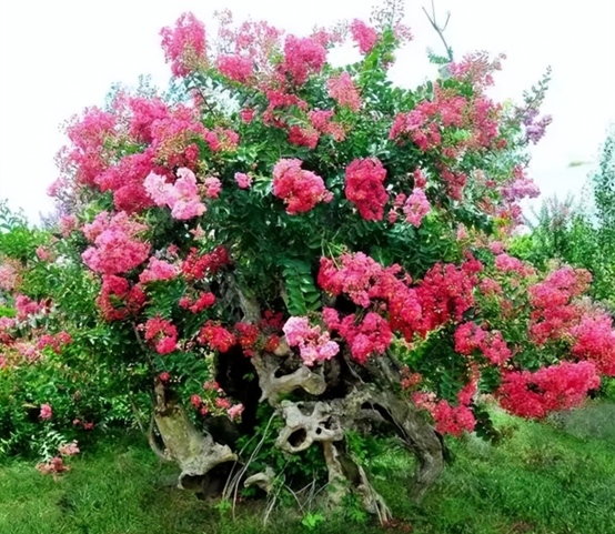 好听的树的名字，爱情树的名字大全简单而有寓意（5种“名花树”）