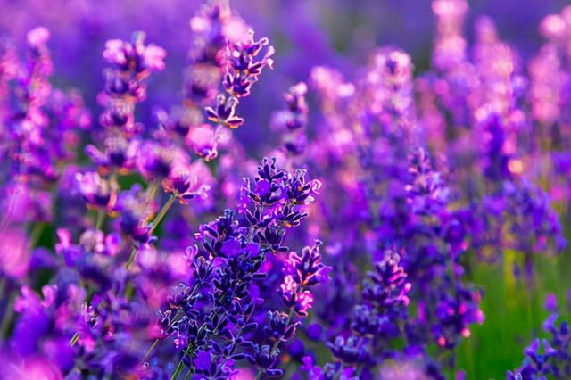 花，花好月圆人长久（72种鲜花欣赏图片）