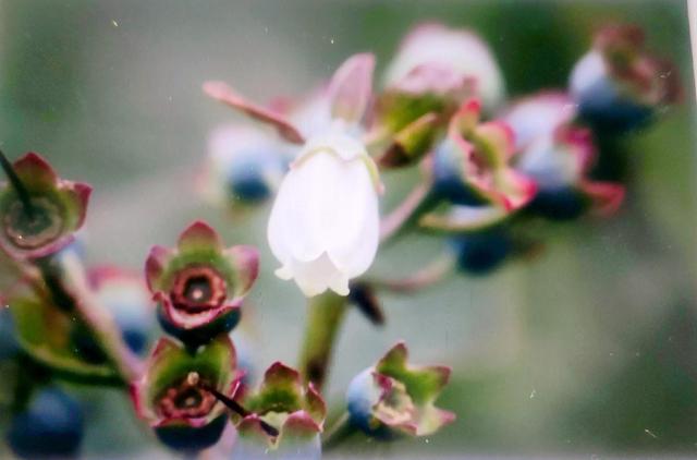 蓝莓什么季节能成熟，蓝莓一般在几月份成熟（蓝莓开花到结果的完整过程）