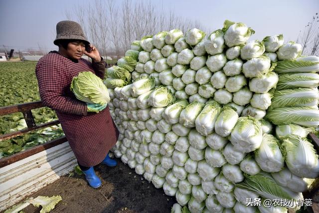 如何自己种白菜，怎么种白菜（怎样才能种出高产优质的大白菜）