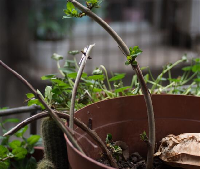 金银花种植技术及注意事项介绍，金银花的种植方法和注意事项