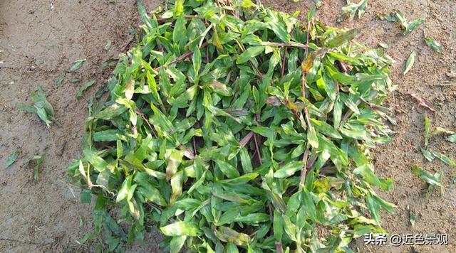 钝叶草（钝叶草），园林绿化中常见草坪植物种类（葎草叶片病害）