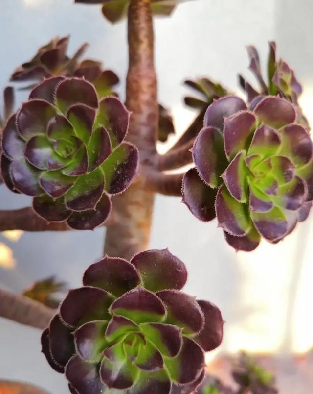 多肉花怎么养，多肉花怎么养才能爆盆（冬天夏天都很美）