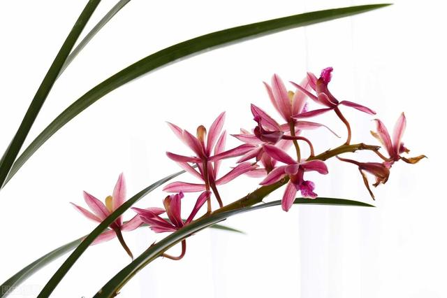 墨兰怎么养，墨兰的养殖方法和注意事项（墨兰的养护技巧）