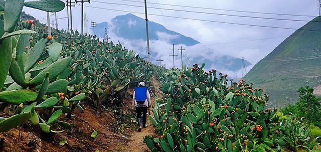 仙人掌的果实叫什么，仙人掌的果实有什么作用与功效（回乡种仙人掌、养胭脂虫）