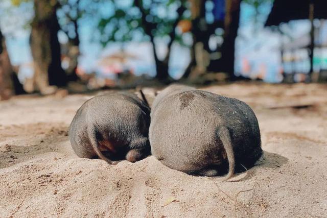 苏梅岛旅游攻略线路，苏梅岛旅游报价（我在这个小岛提早过起夏天了）
