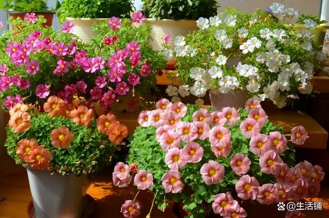 盘点10种九月最常见的花，九月都有哪些花（6种适合阳台种的花）