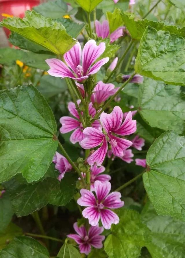 锦葵花寓意，锦葵花花语是什么（小巧精致的锦葵花）