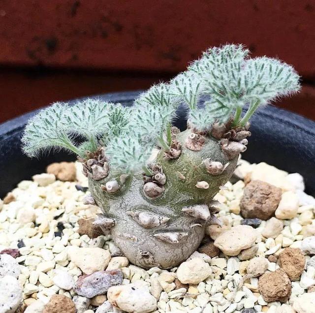 睡火莲介绍，睡火莲图片大全（8种“贵族花”）