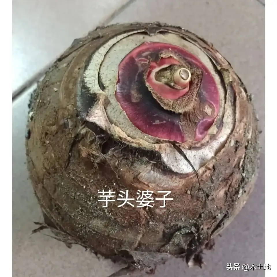 芋头都有什么美味的做法？