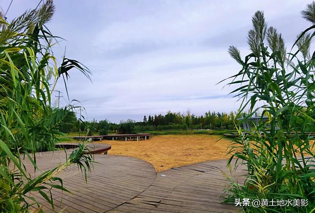 郑州龙湖湿地公园现状分析，河南郑州龙湖湿地公园秋色初露