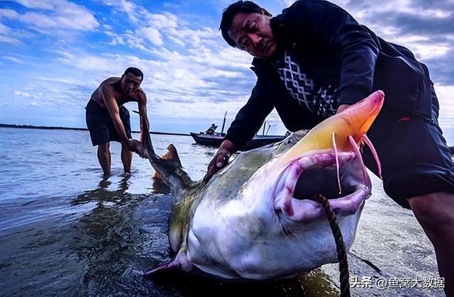 野生鲫鱼一斤多少元，2021鲫鱼多少钱一斤今日鱼价（黑龙江渔民捕获1028斤大鱼）