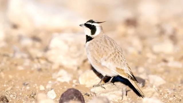 鸟类的羽毛有多少种类型，鸟类的羽毛有多少种类型图片（鸟的羽毛为什么五颜六色）