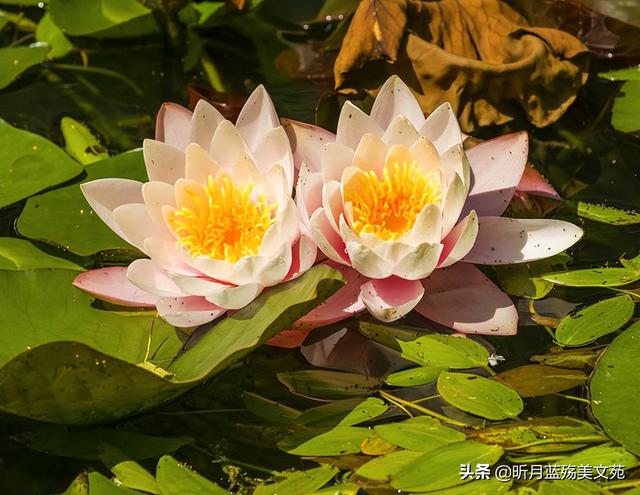 有你真好，有你真好的唯美句子（岁月匆匆，世间有你真好图片）