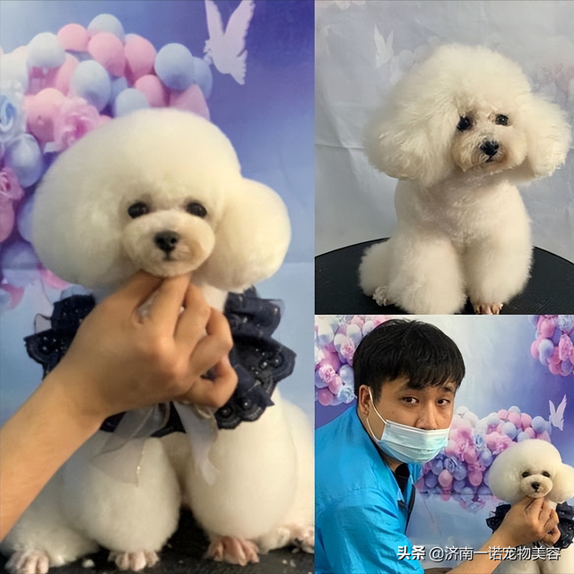 宠物美容师培训教程，6步剪出宠物店同款泰迪造型（宠物美容师自学教程）