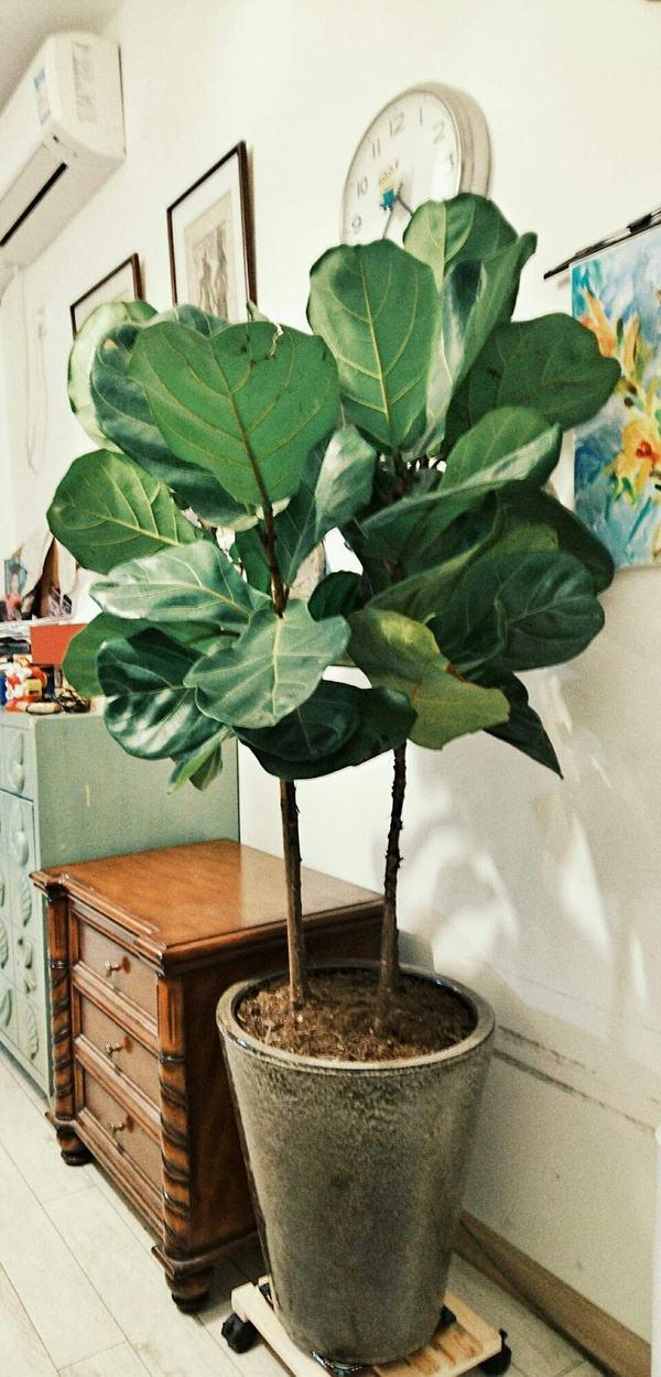 客厅盆栽摆放什么植物最好，客厅最适合的盆栽植物（还有“旺家”的好寓意）