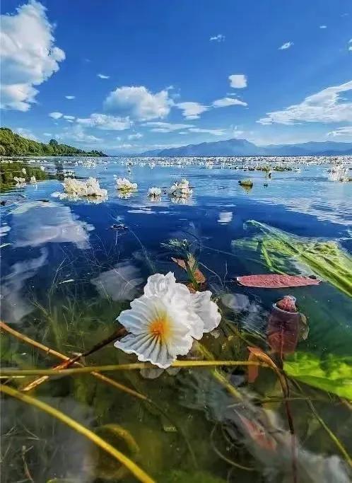 水性杨花是什么意思，海菜花为啥叫水性杨花（与“水性杨花”来场美妙的邂逅吧）