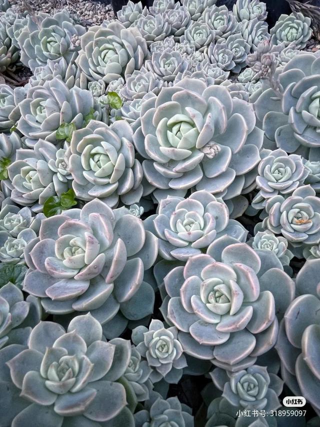养着省心颜值高又爱长爆盆的多肉，这些多肉大普货