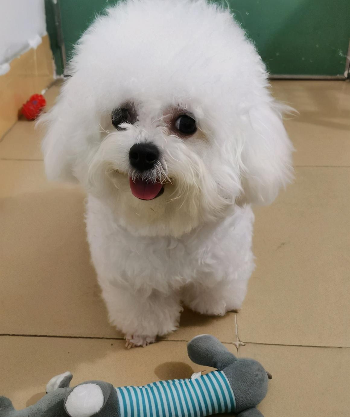 棉花糖比熊犬多少钱(比熊纯不纯) - 价格百科