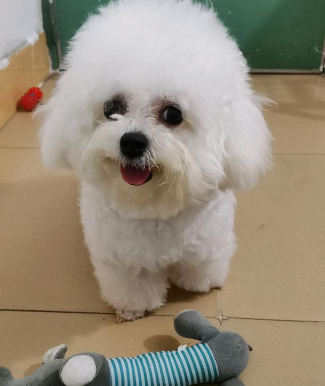 比熊犬是很多人养的狗狗,但是你家养的比熊是纯种还是串串呢?