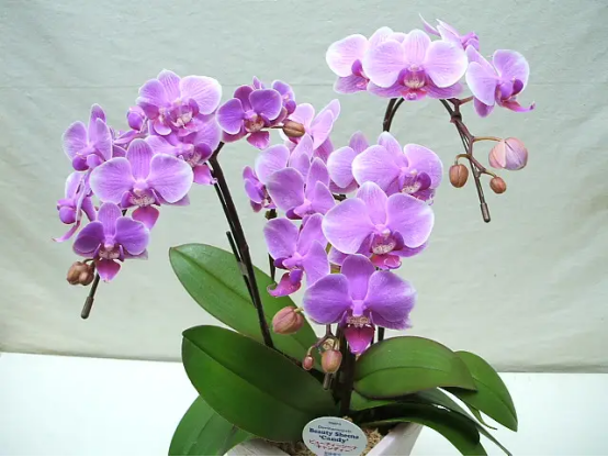 春天开的常见的花，春天的花有哪些（春天的花有哪些 名字）