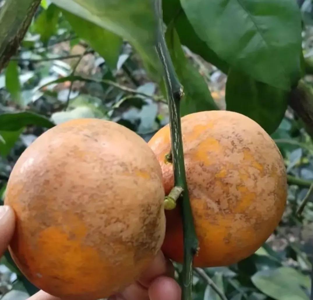 什么是乌柑，真的有乌柑这个品种吗（砂皮病、非洲乌柑、白癫病）