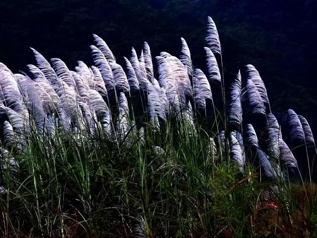 十二个月的别称，古代十二个月的别称（一年四季十二个月的美称和花语）