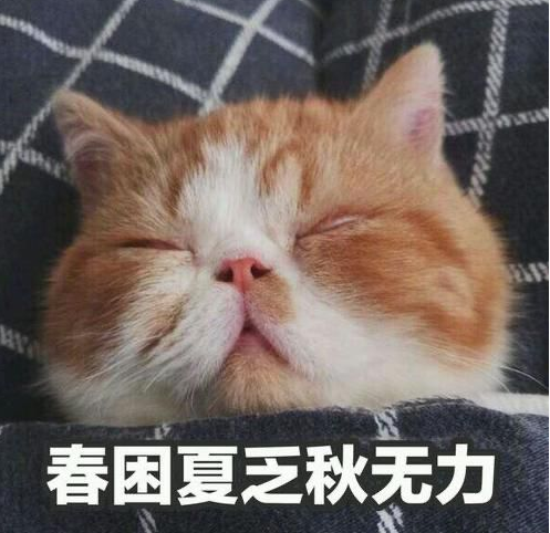 猫的记忆有多久，小猫几个月有记忆（20个养猫冷知识）