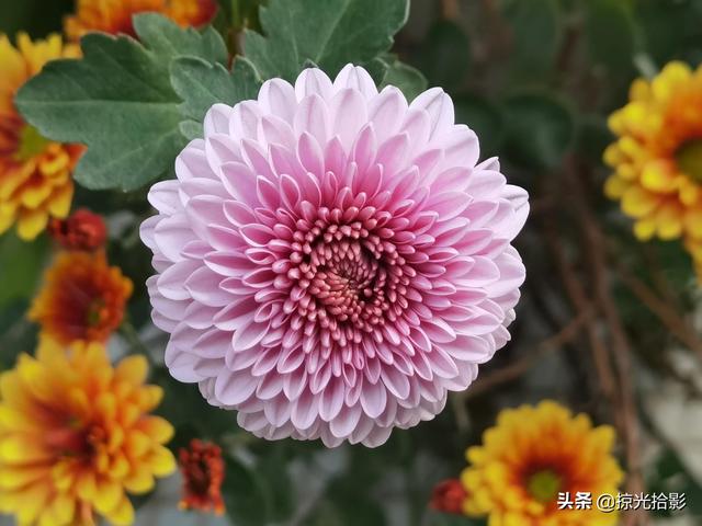 大光圈是什么意思，拍照大光圈是什么意思（手机摄影：大光圈模式独具魅力）