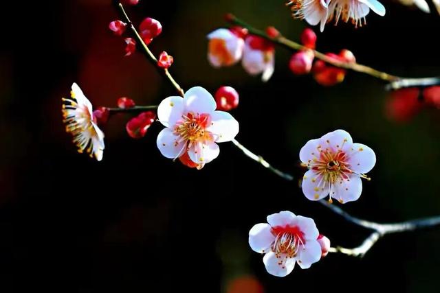 春天的花代表，春天的花代表什么（<一>君子兰、杜鹃、茶花、梅花、长寿花）