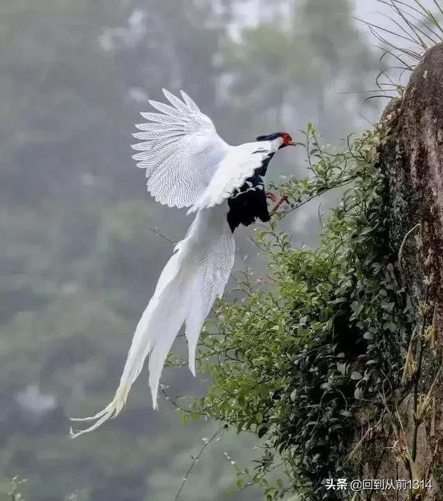 白娴鸟（白娴鸟图片，白娴鸟怎样的养殖（白鹇鸟唯美图片）