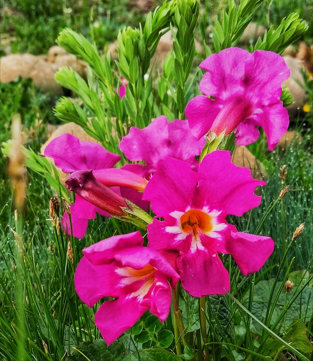 兰花花语心情的句子，兰花开了心情语（一花一世界）