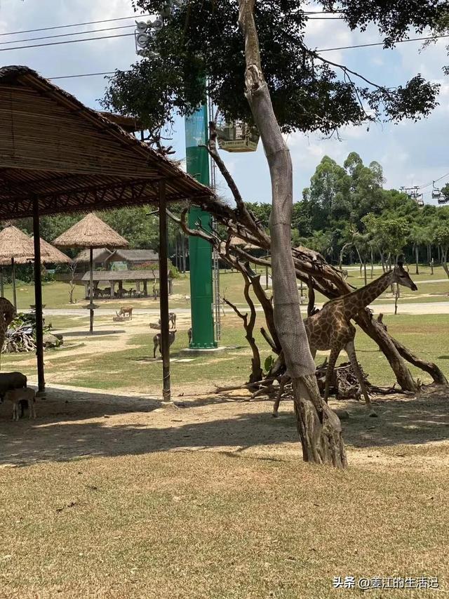 广州长隆好玩吗，广州长隆景区旅游攻略（我们去过最好玩的动物园）