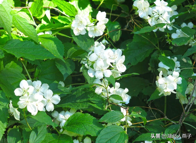 农村100种野菜图片，农村100种常见野菜（让你轻松认识各种野菜和吃法）