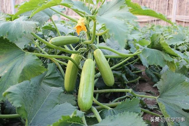 葫芦瓜的功效与作用，葫芦瓜的功效与作用（葫芦瓜为什么是苦的）