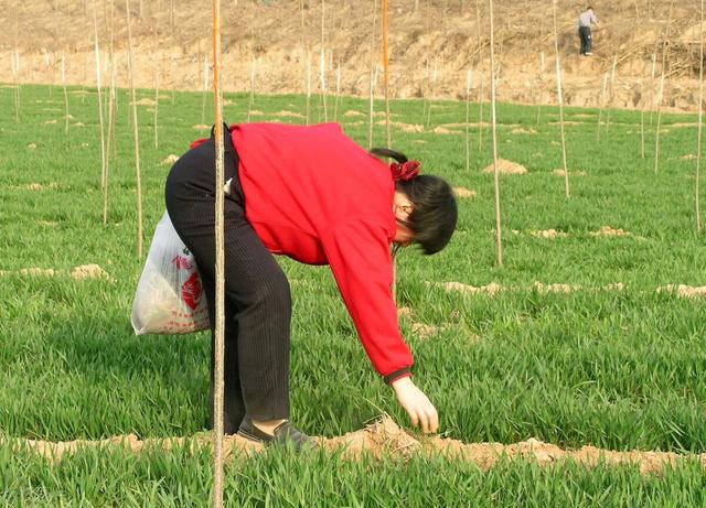 四川春节的风俗有哪些，四川过年的风俗有哪些（四川人的过年习俗）