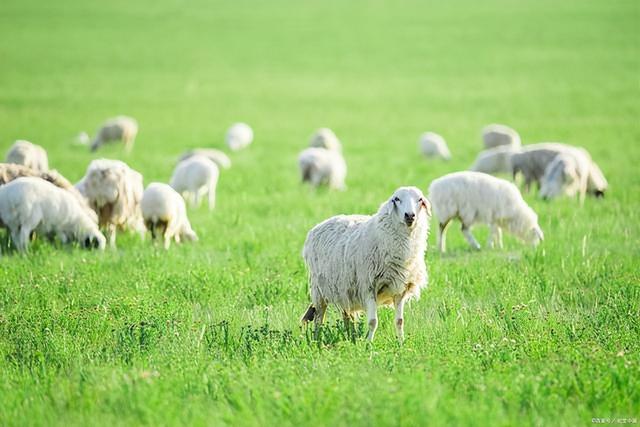 草原旅游去哪里好草原旅游胜地，草原旅游胜地有哪些（来这个内蒙最美的草原吧）