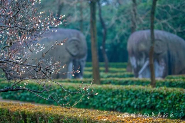 文化遗产：南京梅花山的文化，文化遗产的价值（天下第一梅山迎观赏期）