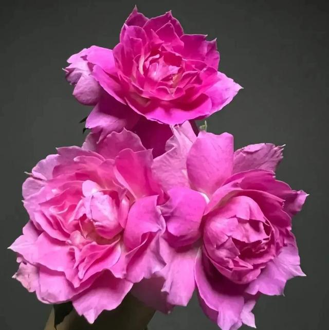 繁花似锦下一句是什么，一路繁花似锦下一句是什么（美醉你的心田）