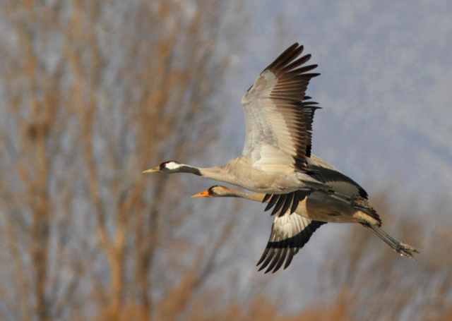 大雁象征着什么，大雁象征着什么成语（探析古代婚嫁送礼时总离不开大雁的成因）