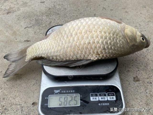 鲫鱼一年能长多大，土鲫鱼能长多大（有些鲫鱼大到不敢想象）