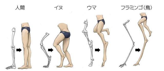 大象腿是怎么形成的，大象腿的特征（失去一条腿的大象都可以存活下来）