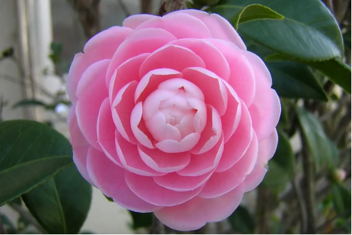 春天开的常见的花，春天的花有哪些（春天的花有哪些 名字）