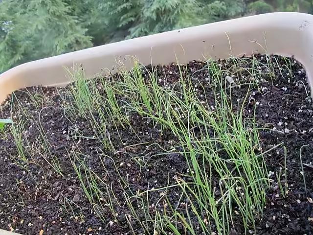 种植小葱技巧，用3个简单的小方法