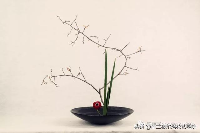 怎么挑选木本植物，怎么挑选木本植物盆景（木本花材的使用技巧和处理方法）