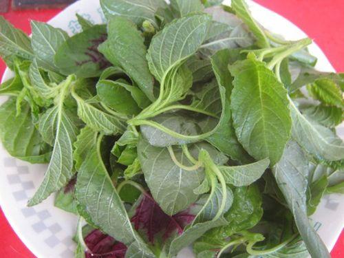 笤帚分几种,笤帚的材料有哪些(农村常见的6种野菜简介)